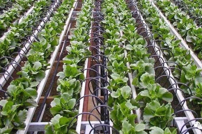 农业灌溉中常见的几种方式，滴灌居然不是最厉害的！