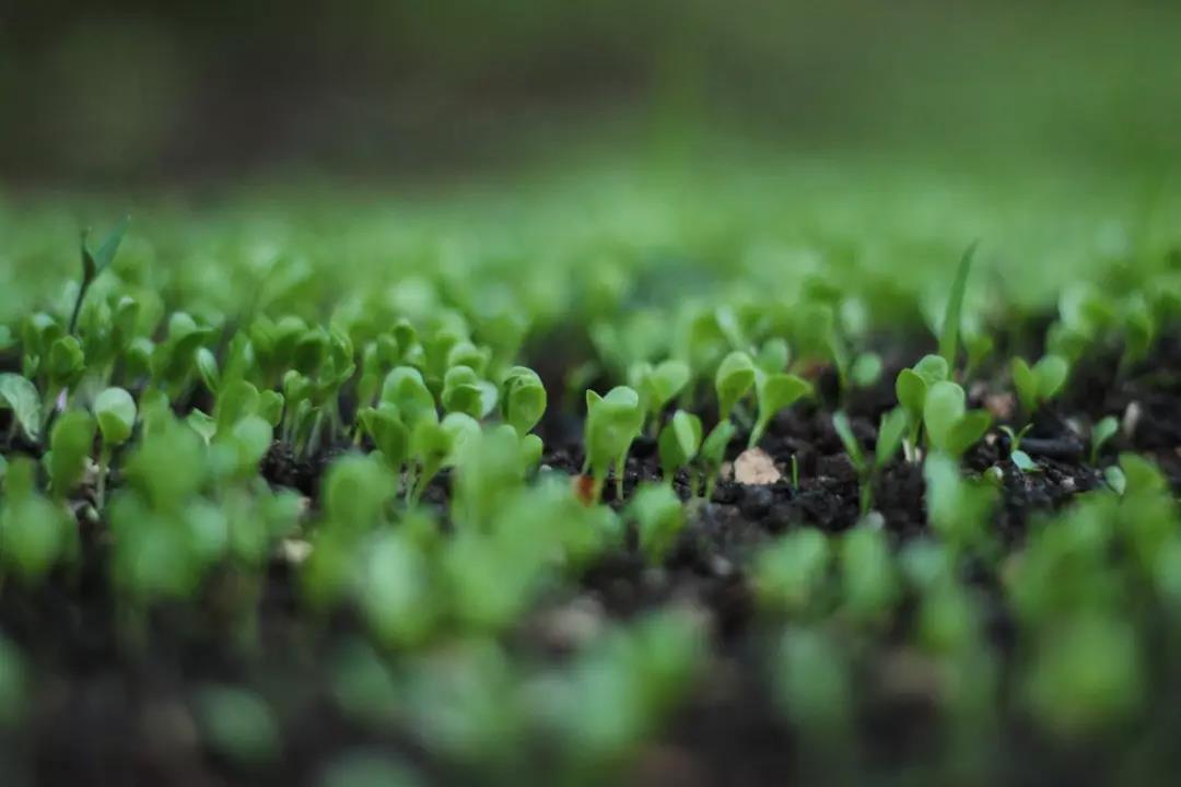 设施水肥一体化滴灌技术的肥料选择和施肥要点