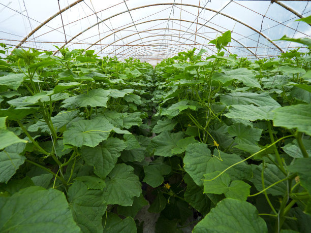 大棚蔬菜栽培注意要点